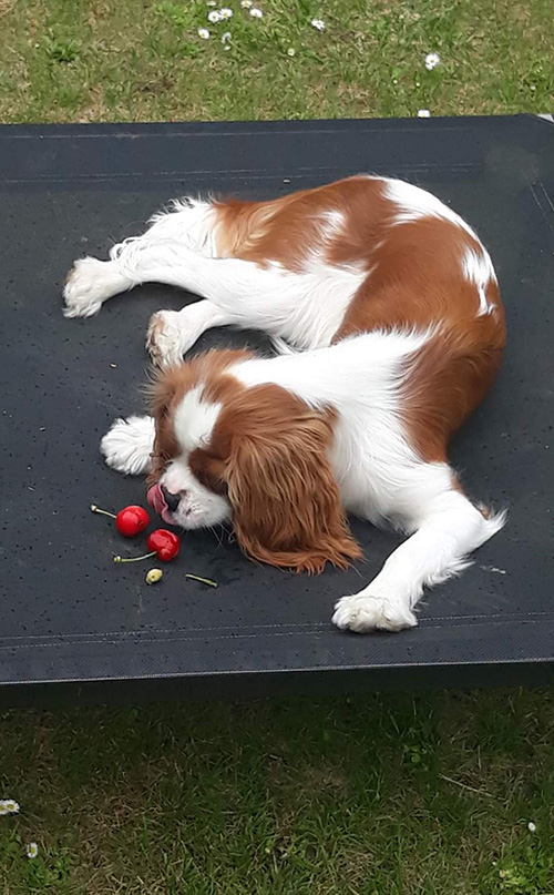 king charles